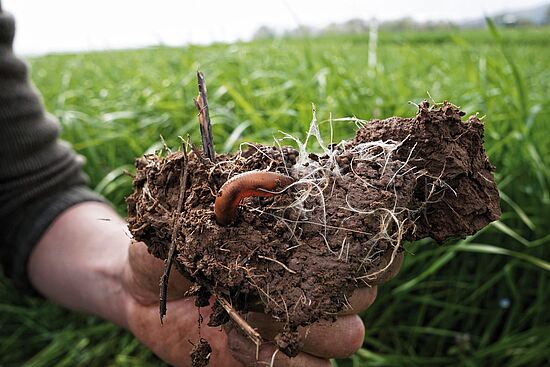 FORUM ERDVERBUNDEN 
"Boden um 7"