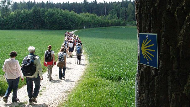 Eine Menschengruppe geht einen Feldweg entlang. Links und rechts ist grüne Wiese. Ein Wegschild weist den Jakobsweg.