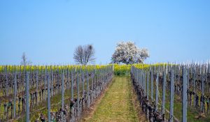 Einführung und Anleitung zur Laubarbeit / ausgeizen / gipfeln: Rebschnittkurs (Kurs 5)